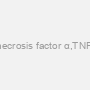 Goat Tumor necrosis factor α,TNF-α ELISA KIT